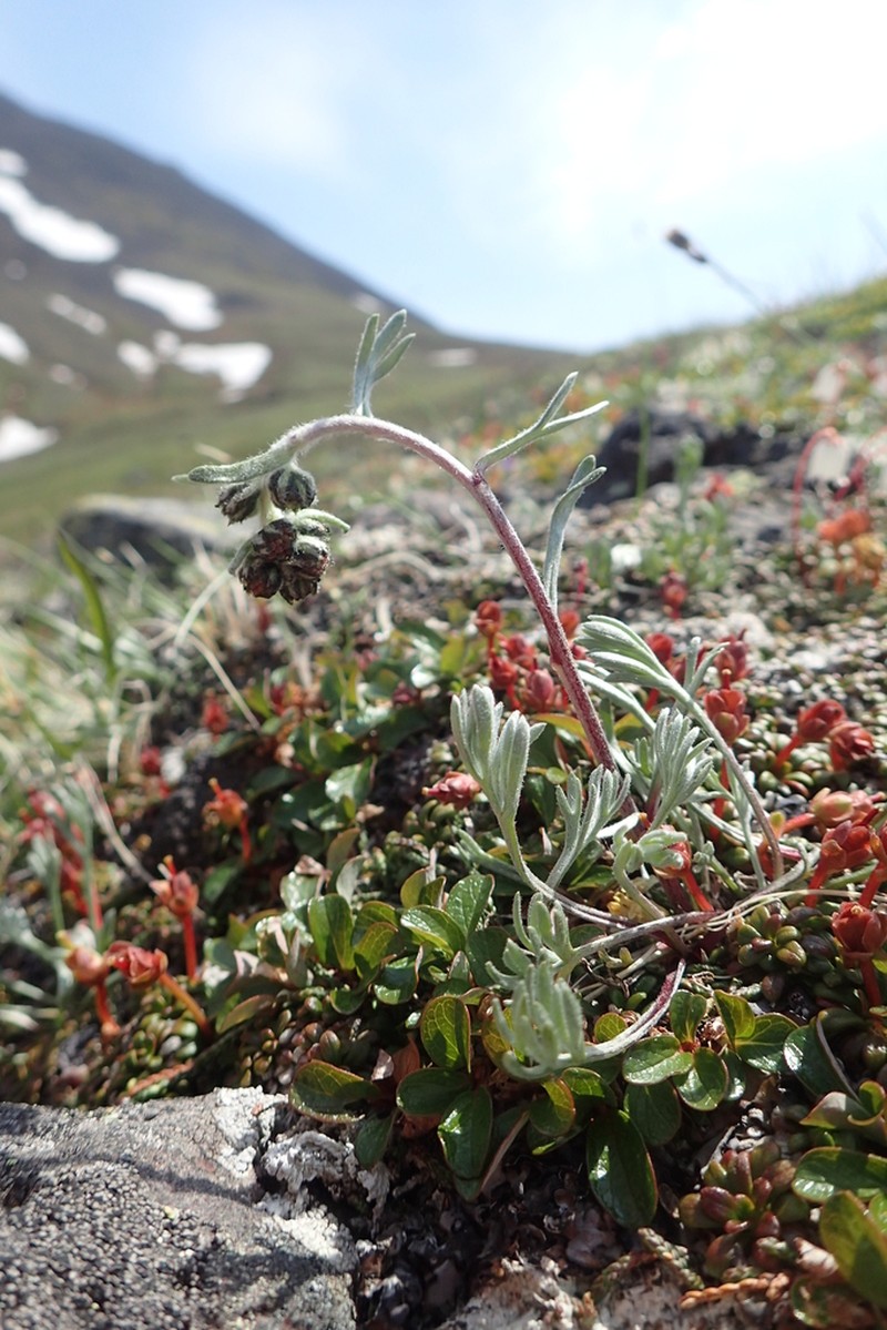 Forked Wormwood photo 3