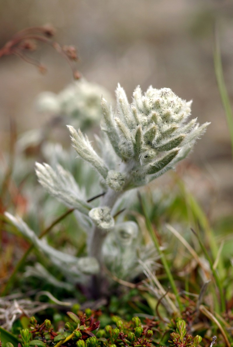 Forked Wormwood photo 4