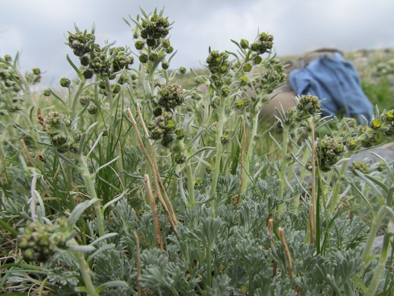 Forked Wormwood photo 5