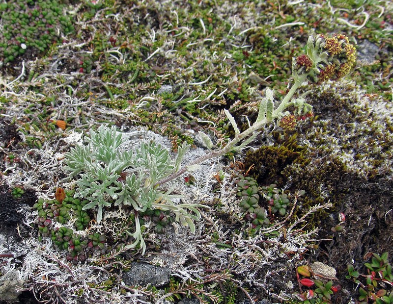 Forked Wormwood photo 6