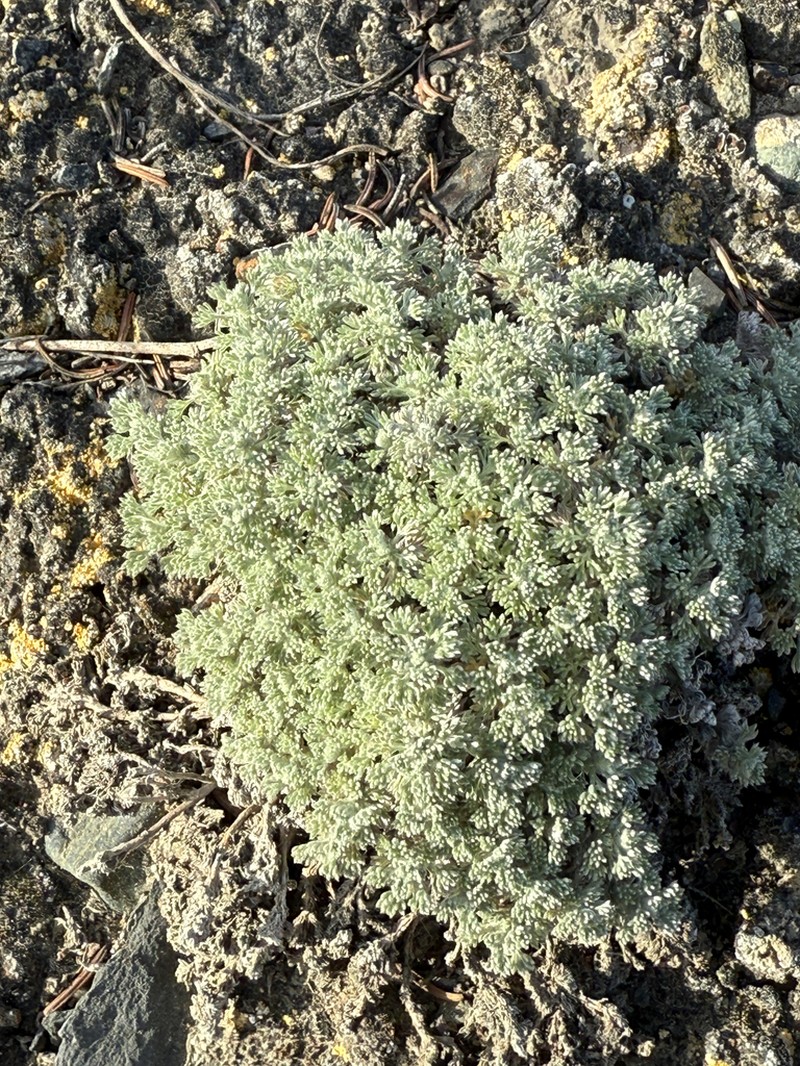 Forked Wormwood photo 7