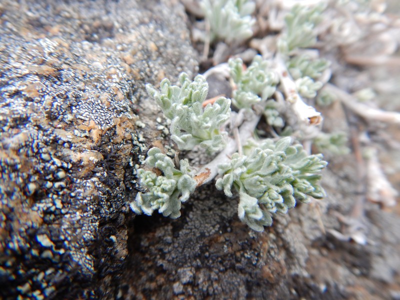 Artemisia furcata subsp. furcata