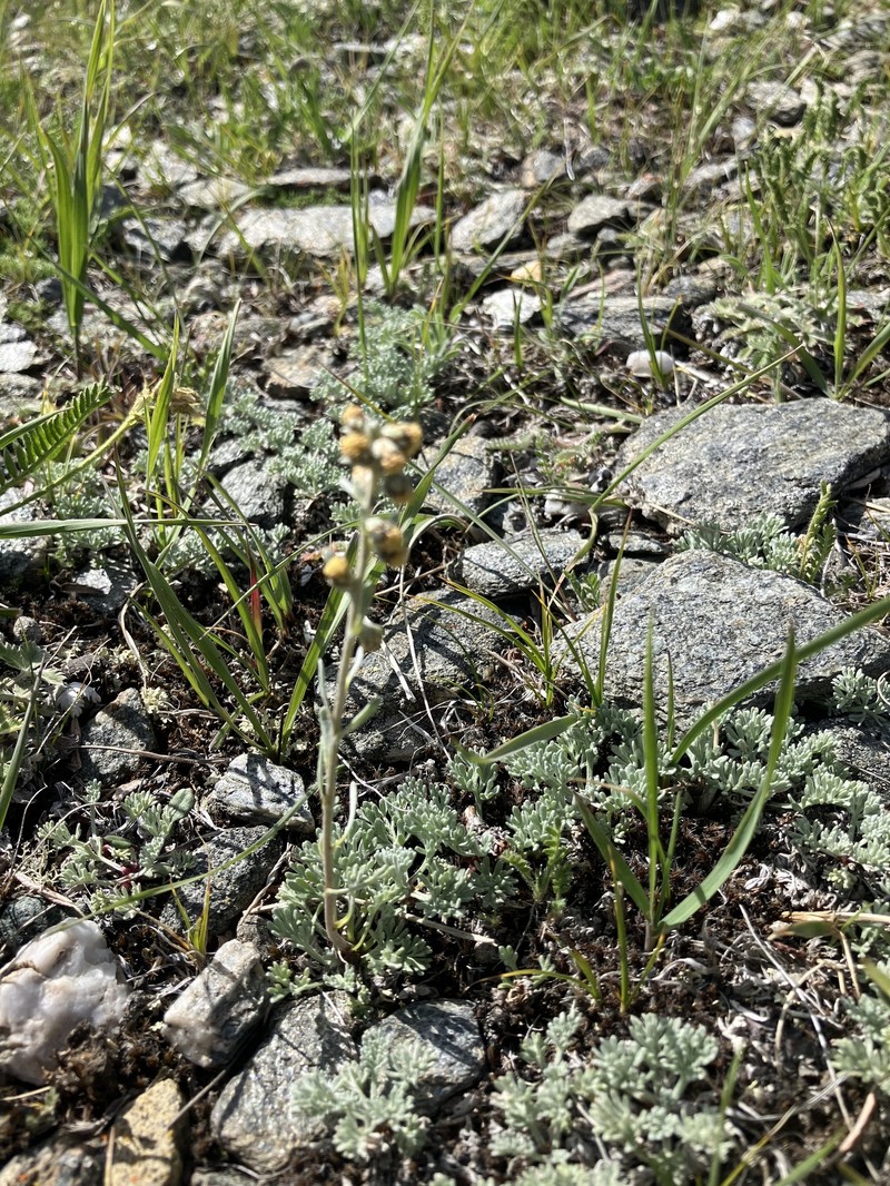 Artemisia furcata subsp. furcata photo 2
