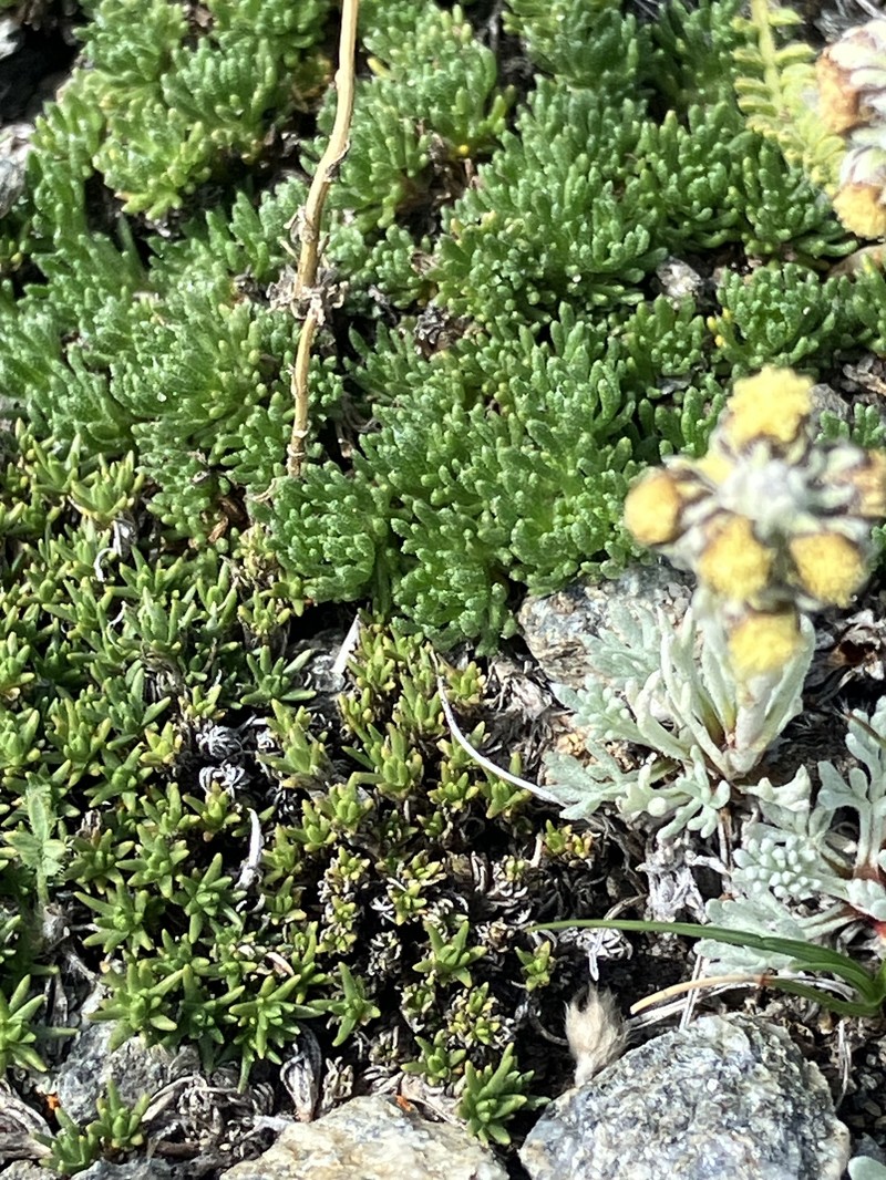 Artemisia furcata subsp. furcata photo 3