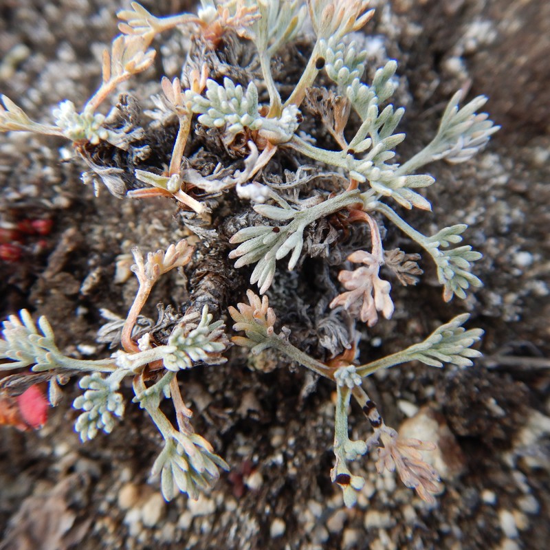 Artemisia furcata subsp. furcata photo 5