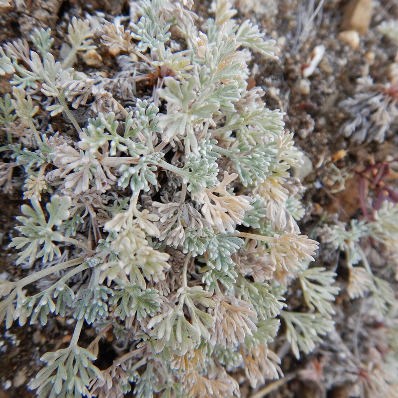 Artemisia furcata subsp. furcata photo 6