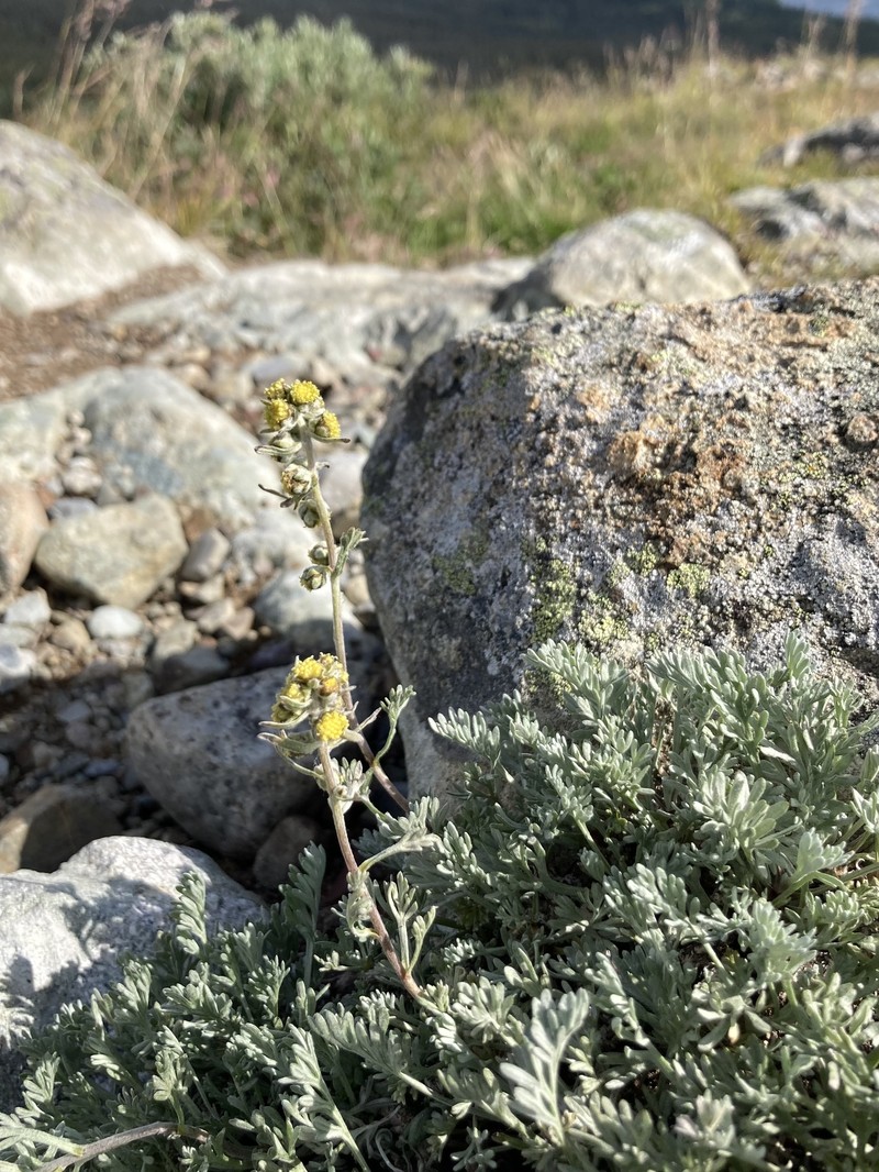 Artemisia furcata subsp. furcata photo 8