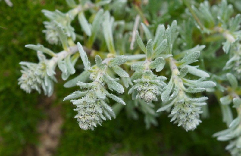 Artemisia genipi photo 2