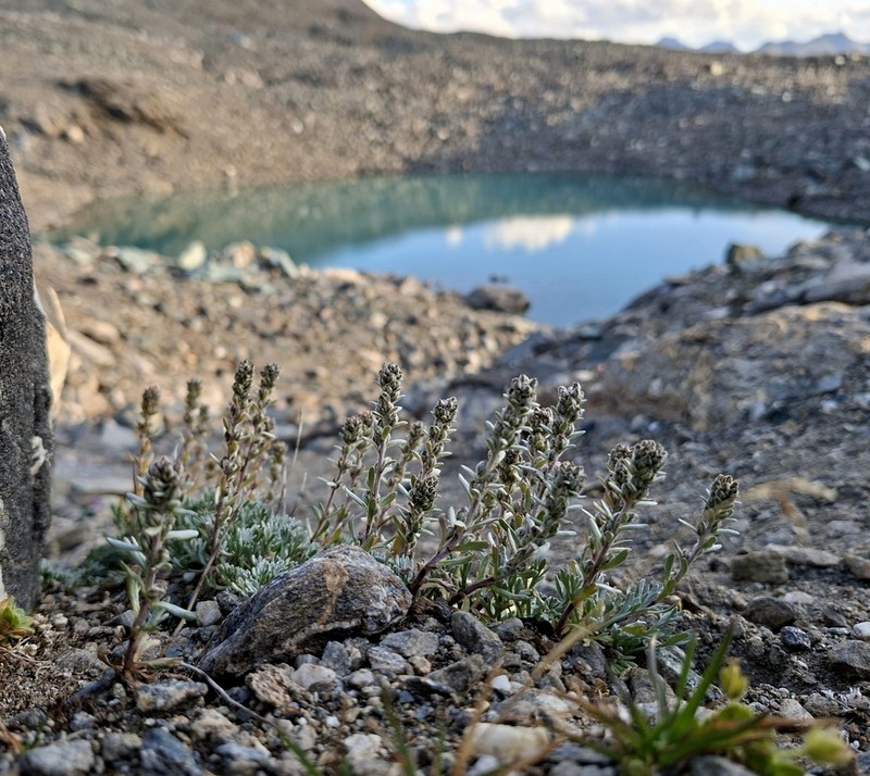 Artemisia genipi photo 3