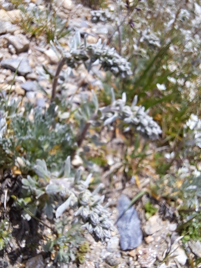 Artemisia genipi photo 4