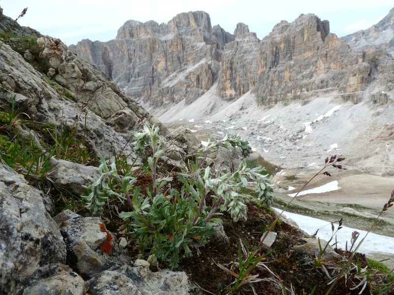 Artemisia genipi photo 5