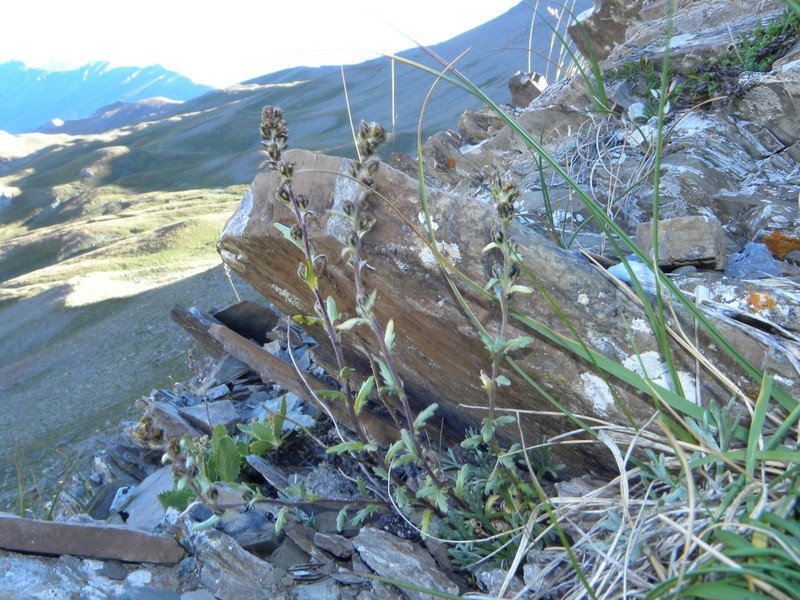 Artemisia genipi photo 6