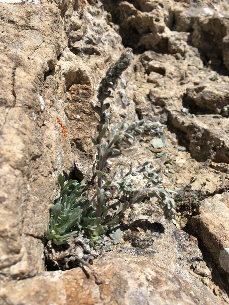 Artemisia genipi photo 7