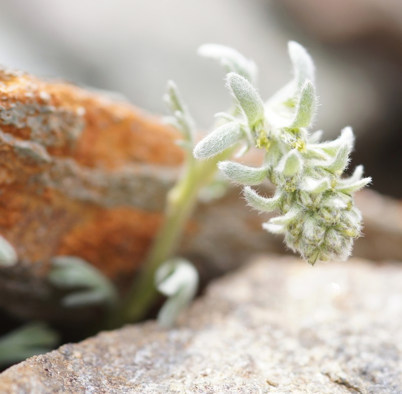 Artemisia genipi photo 8