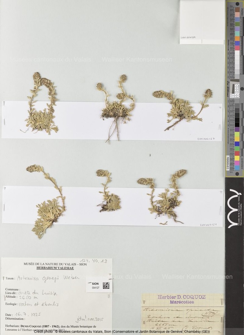 Artemisia genipi subsp. genipi