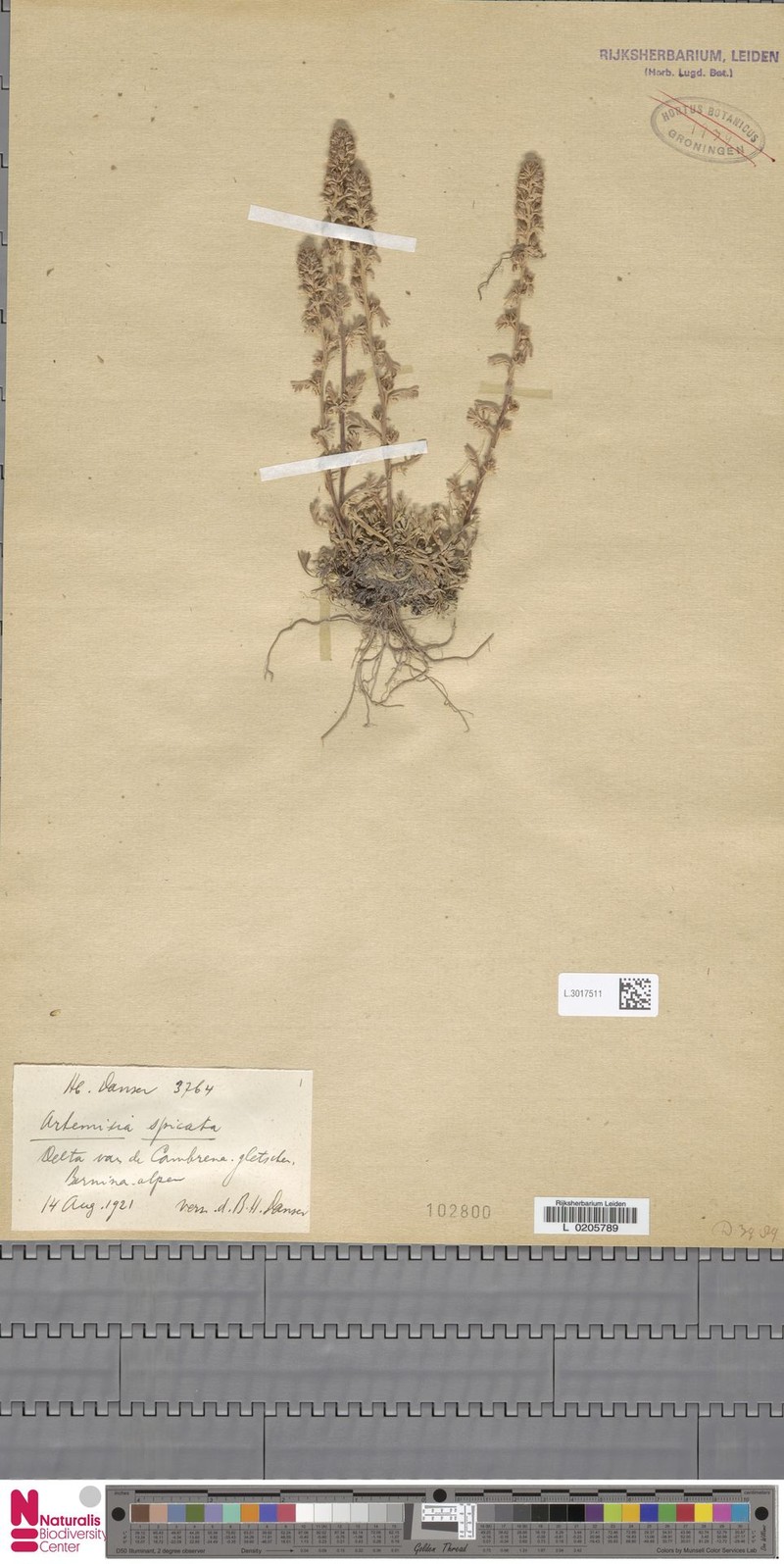 Artemisia genipi subsp. genipi photo 2