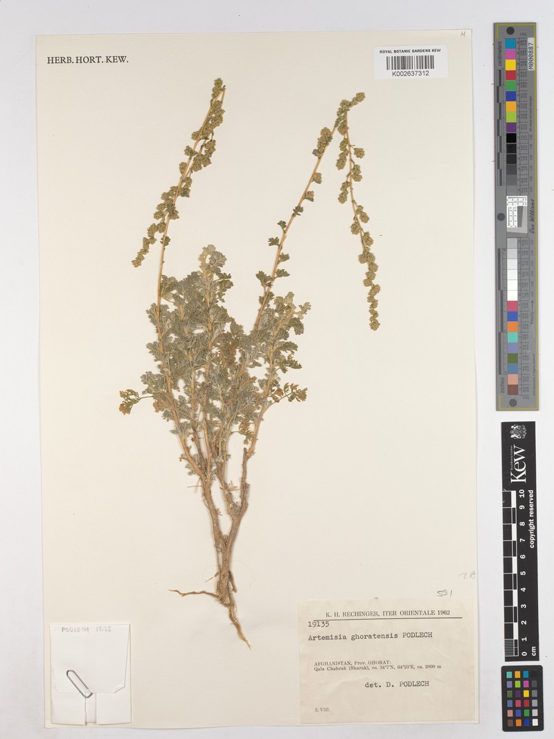 Artemisia ghoratensis photo 2