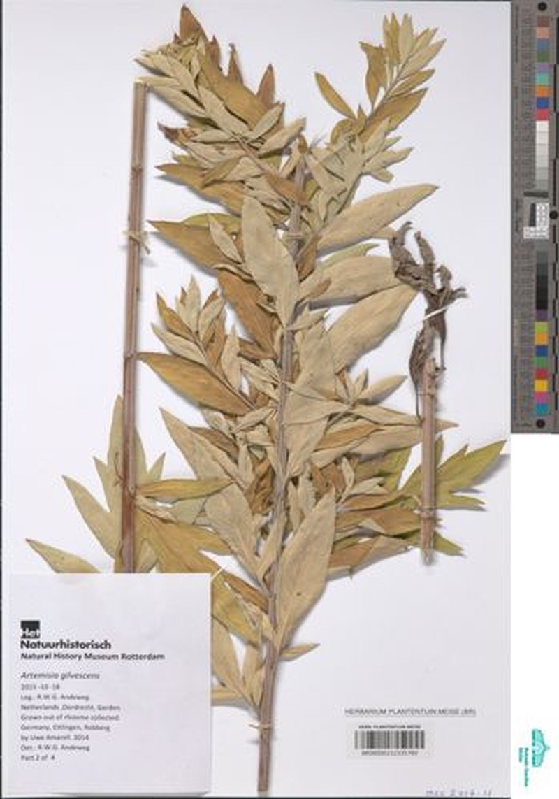 Artemisia gilvescens