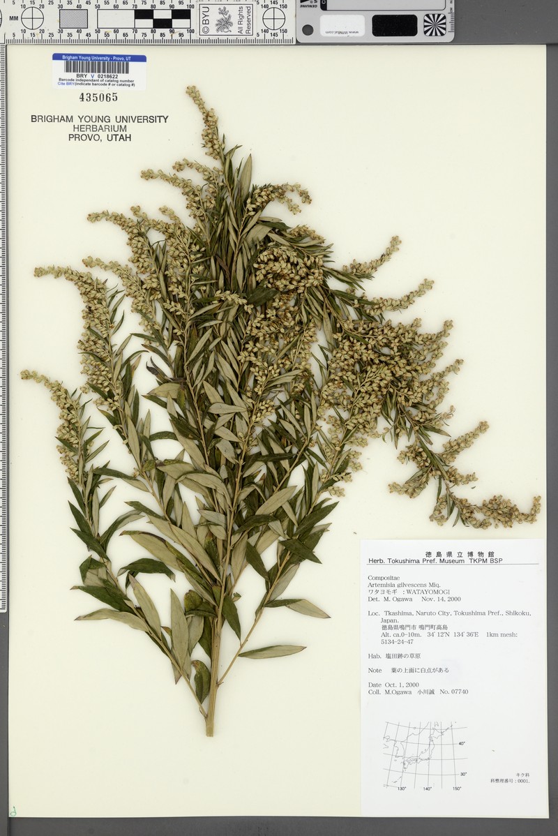 Artemisia gilvescens photo 2