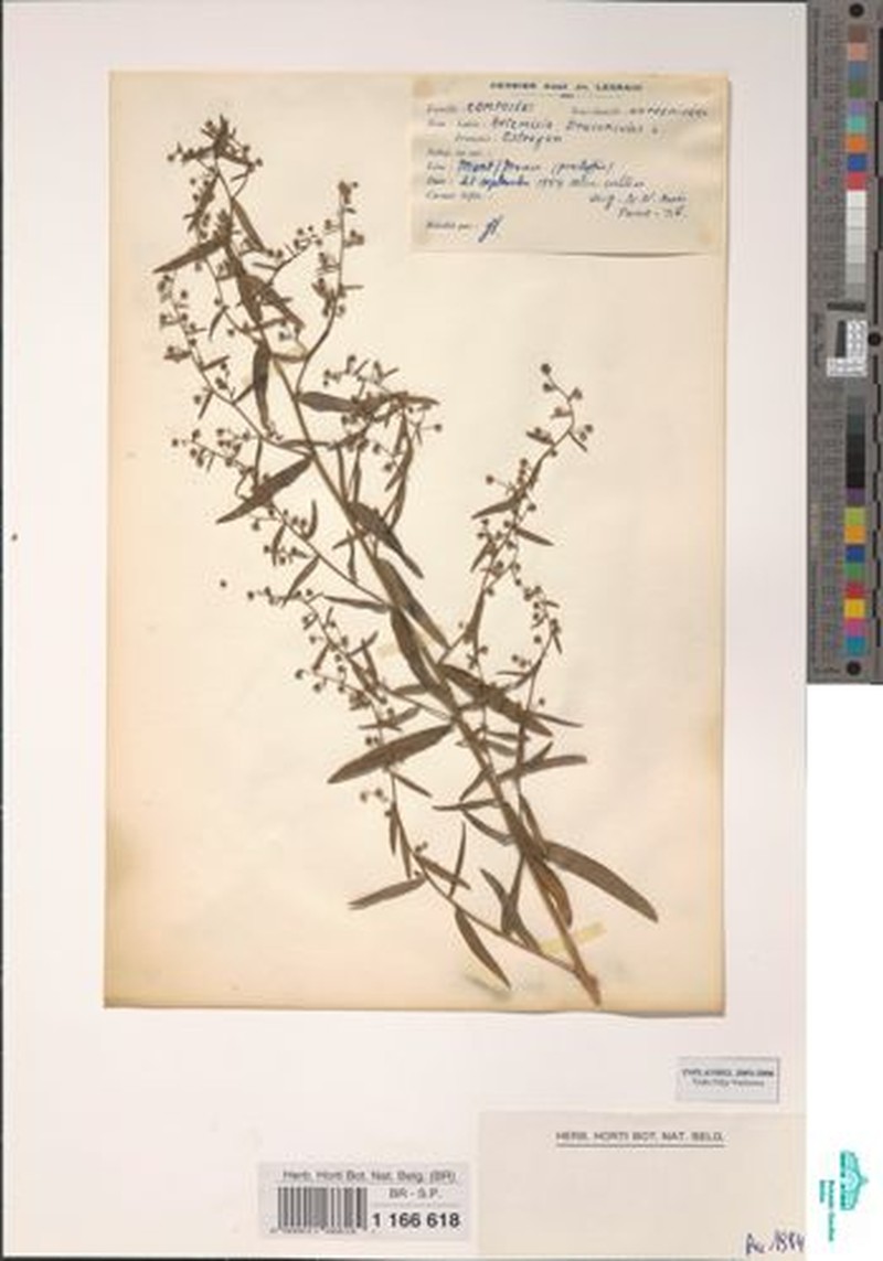 Artemisia gilvescens photo 3
