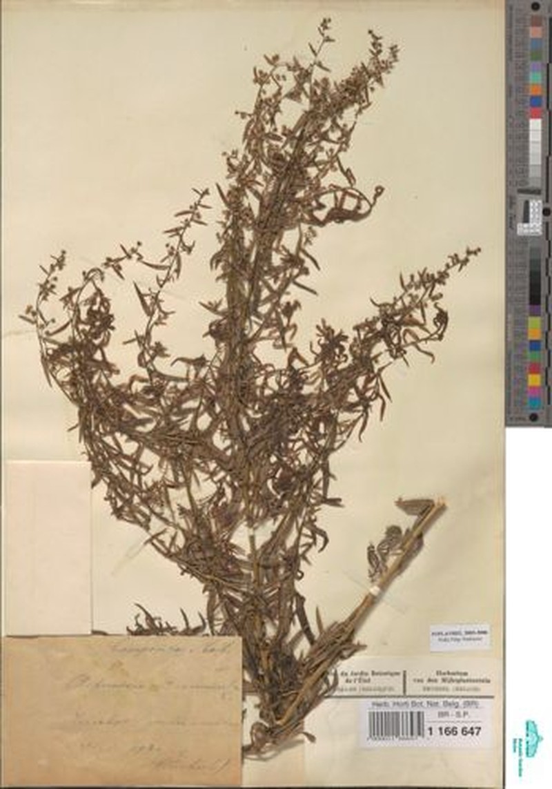 Artemisia gilvescens photo 4