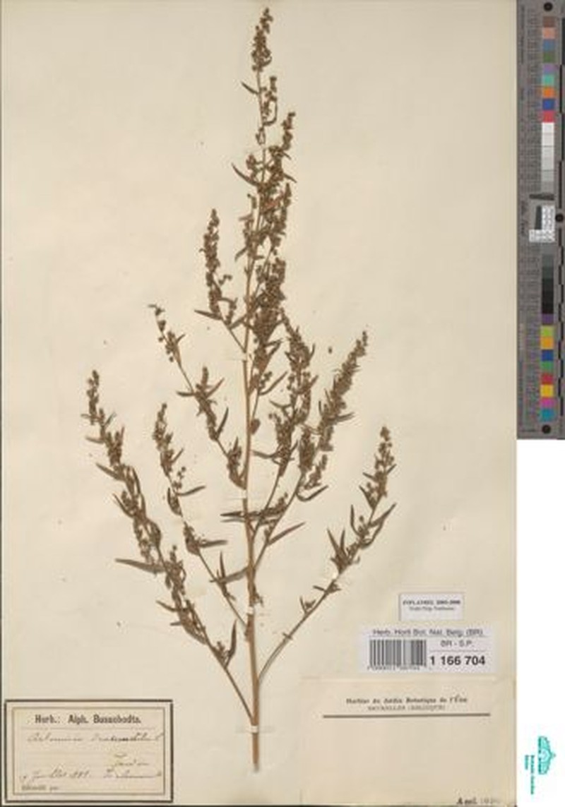 Artemisia gilvescens photo 5