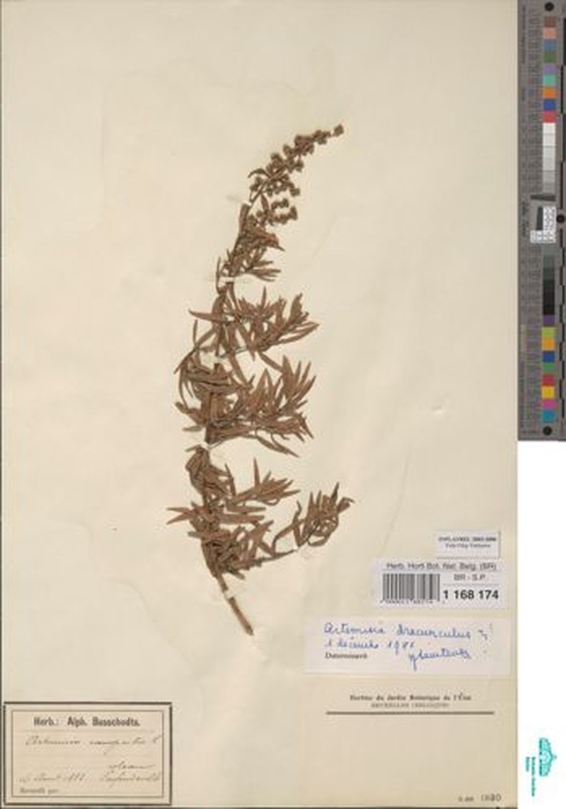 Artemisia gilvescens photo 6