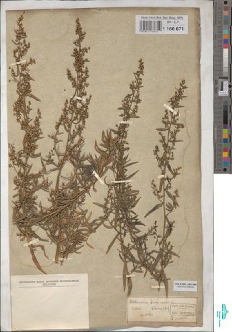 Artemisia gilvescens photo 7