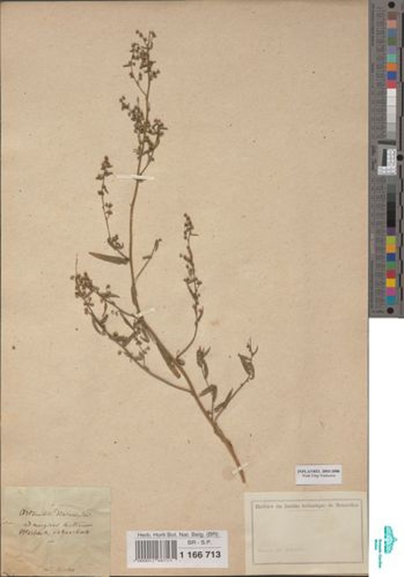 Artemisia gilvescens photo 8