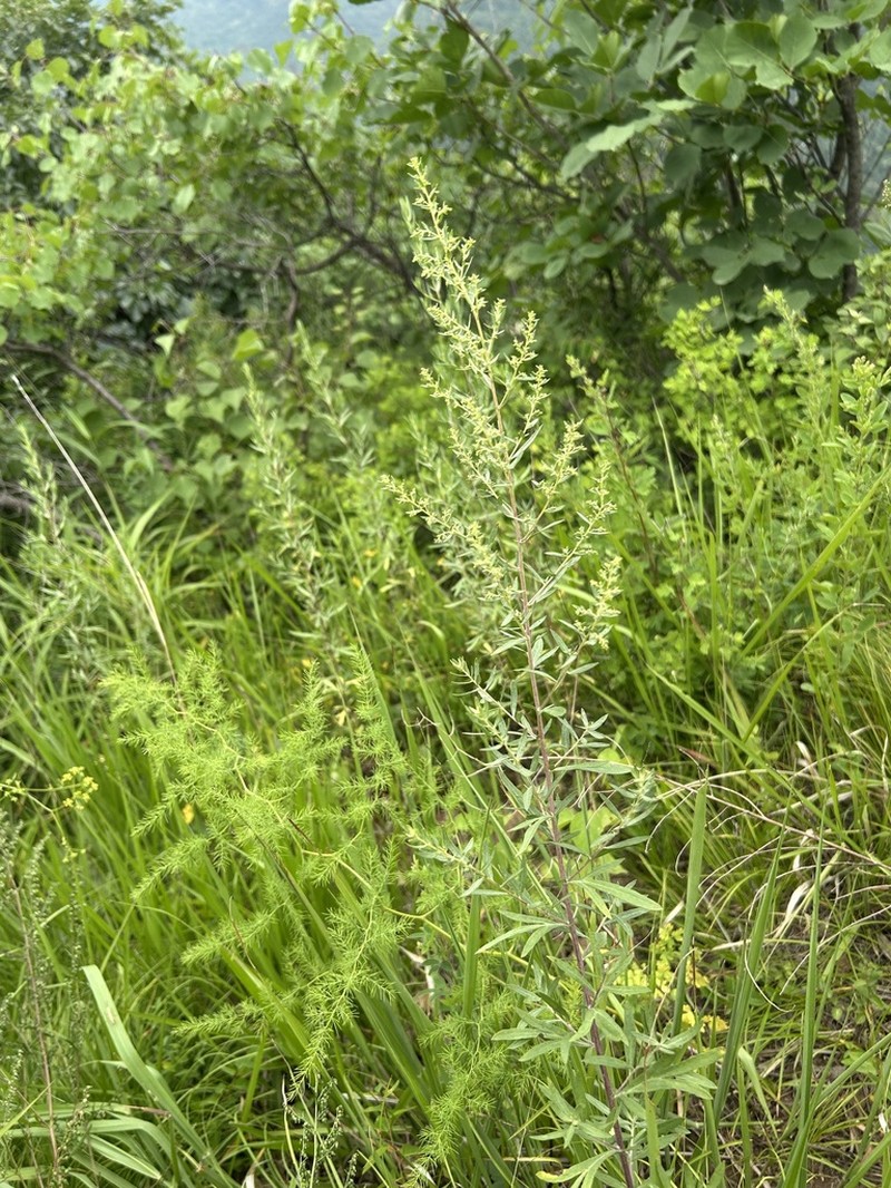 Artemisia giraldii