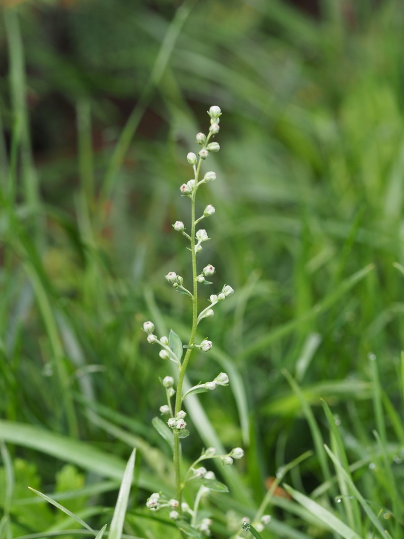 Artemisia giraldii photo 2