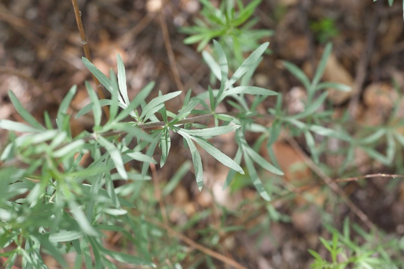 Artemisia giraldii photo 3