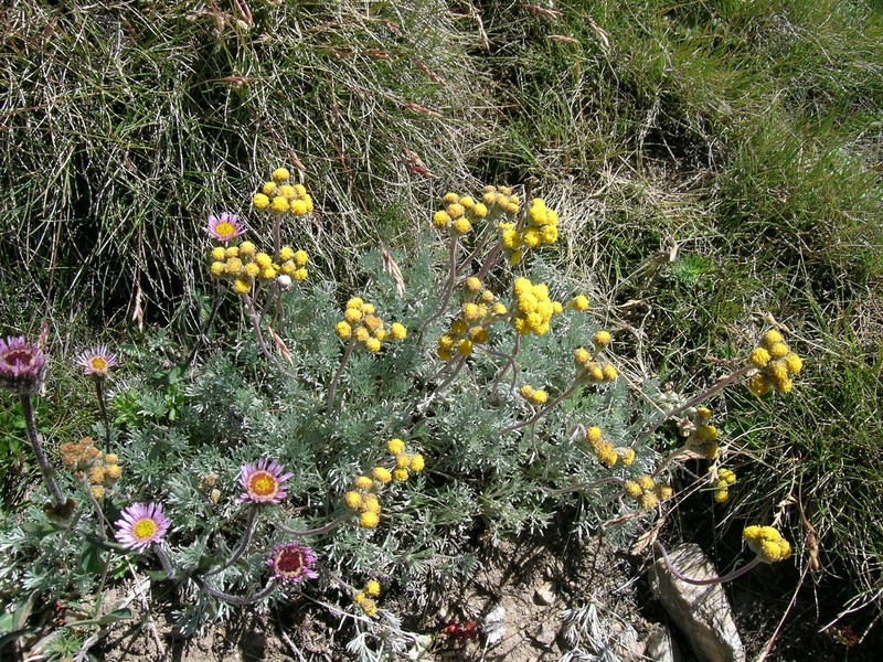 Artemisia glacialis
