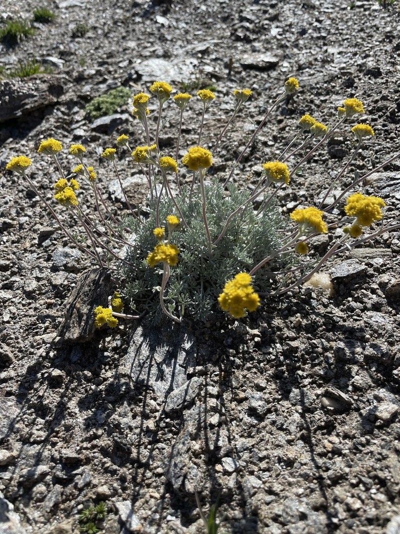 Artemisia glacialis photo 2