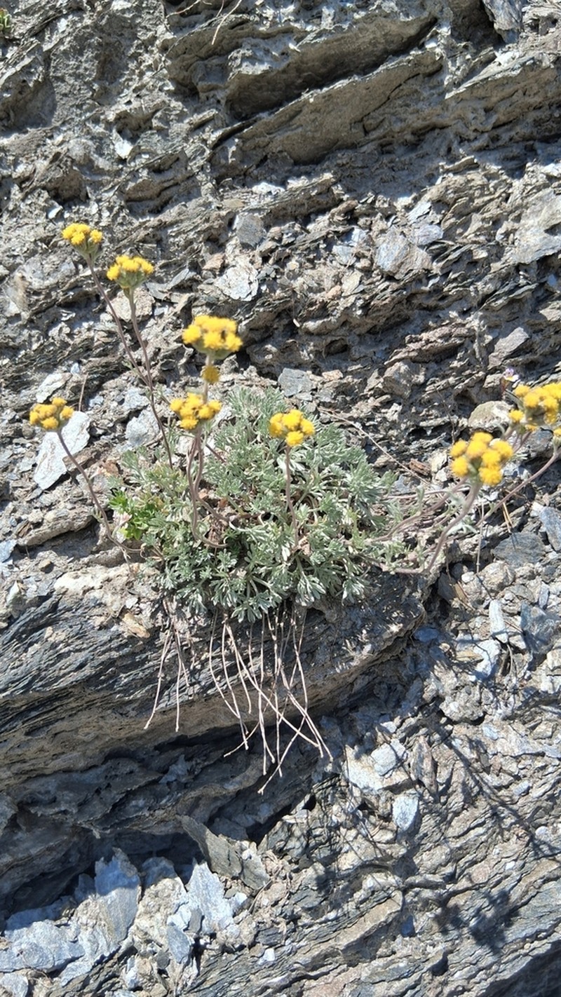 Artemisia glacialis photo 3