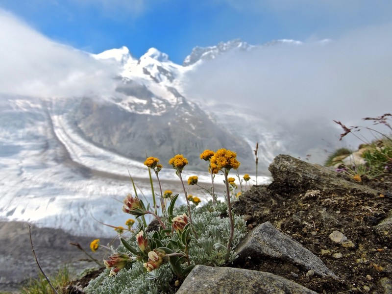 Artemisia glacialis photo 4