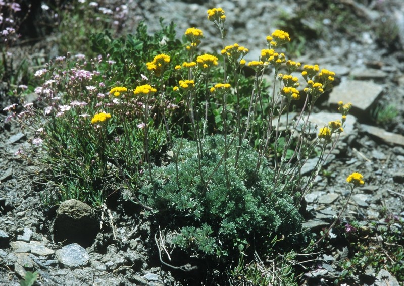 Artemisia glacialis photo 5