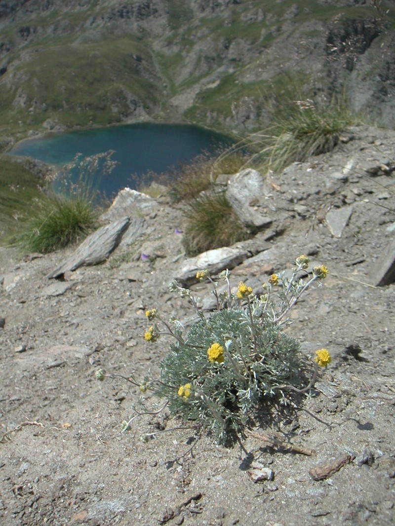 Artemisia glacialis photo 6