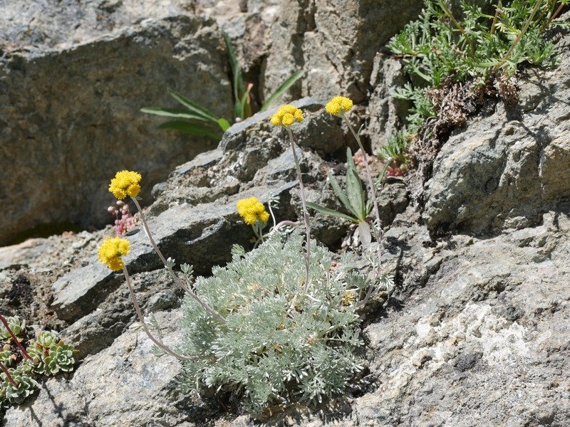 Artemisia glacialis photo 7