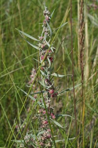 Artemisia glauca