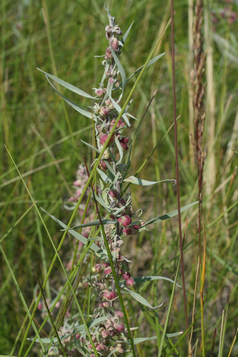 Artemisia glauca