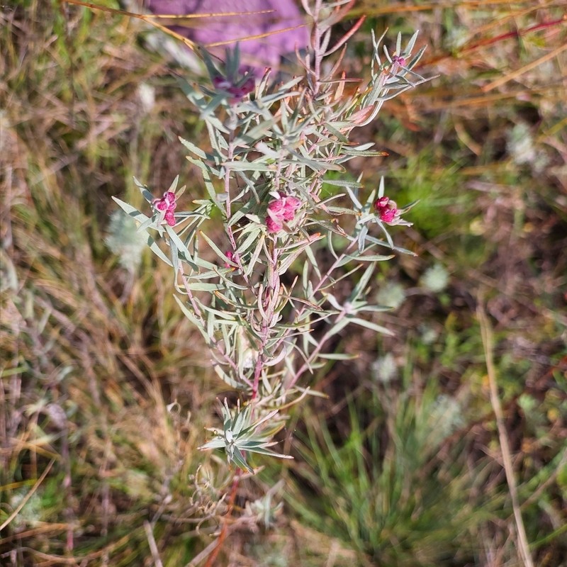 Artemisia glauca photo 3