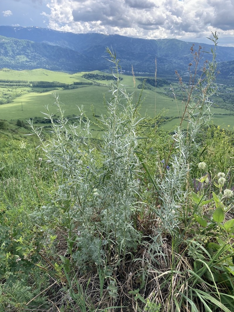 Artemisia glauca photo 4