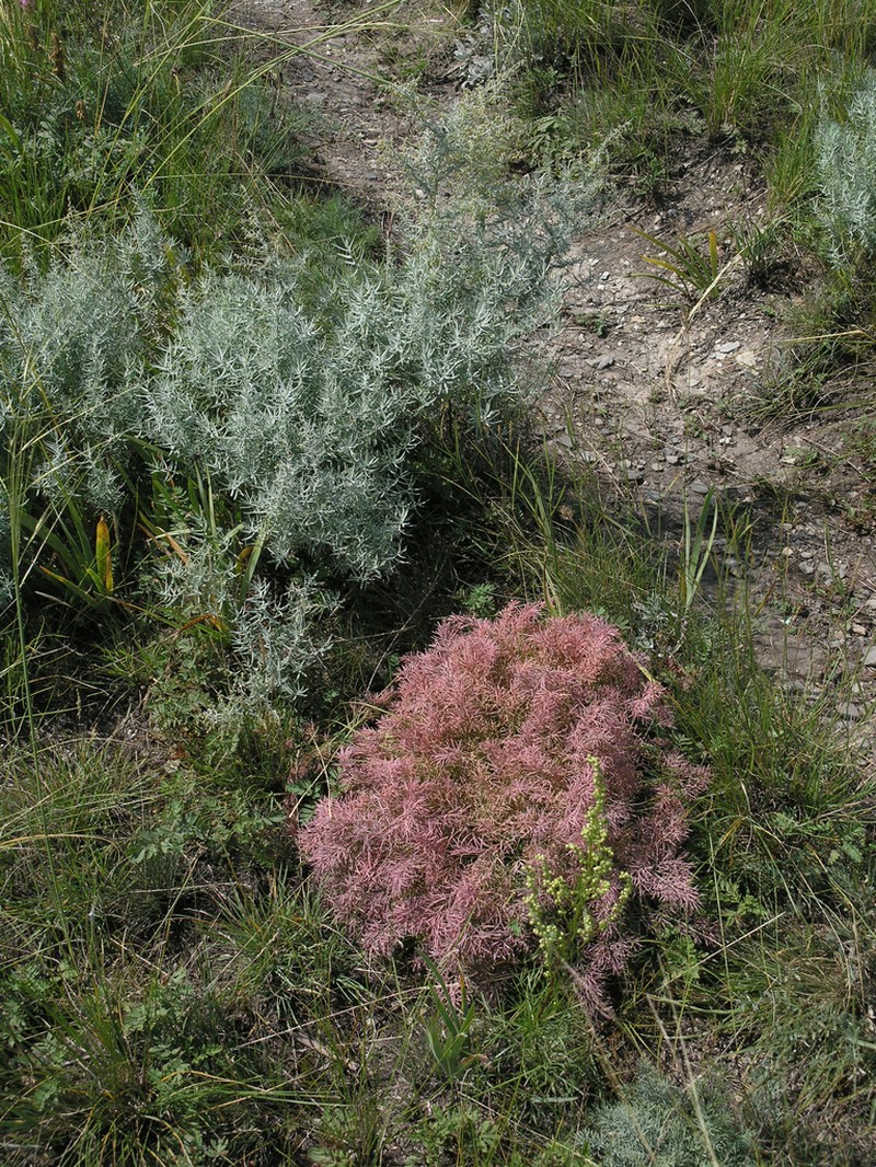 Artemisia glauca photo 5