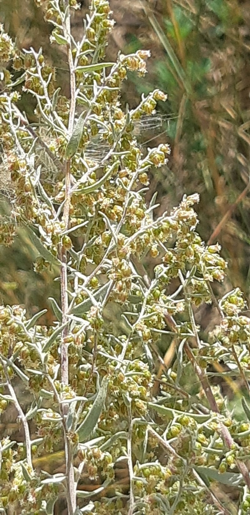 Artemisia glauca photo 6
