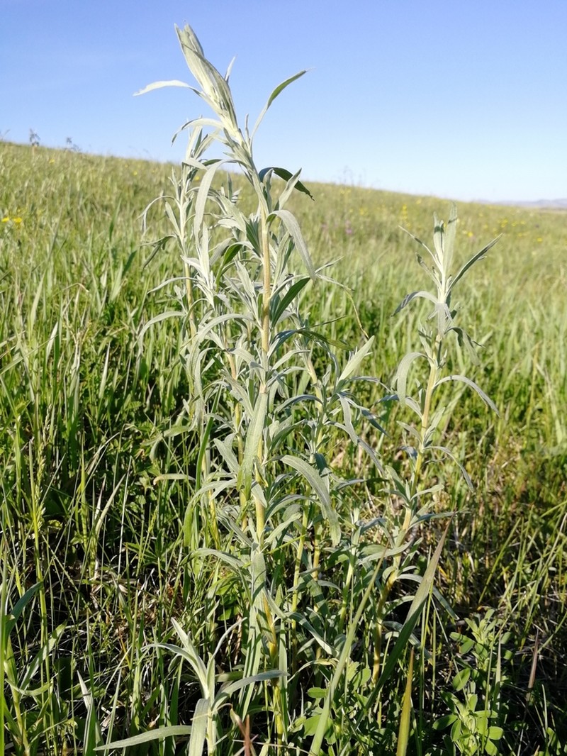 Artemisia glauca photo 7
