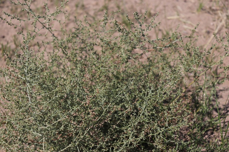 Artemisia globosa