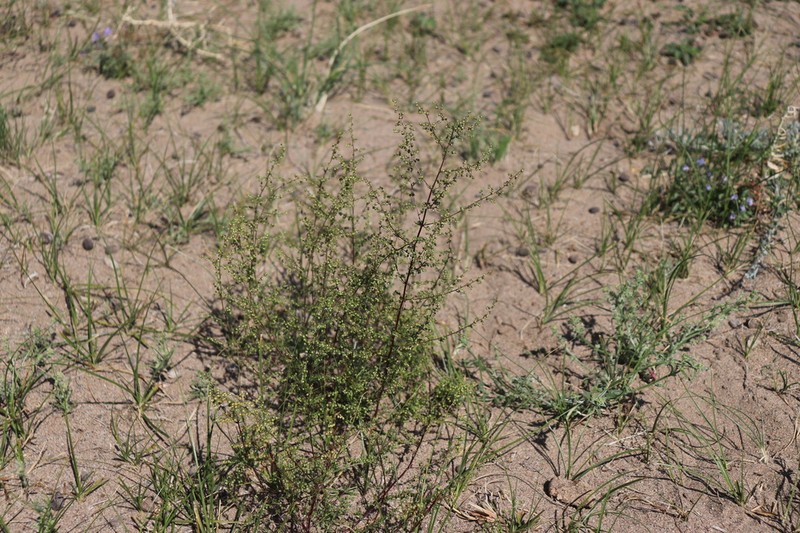 Artemisia globosa photo 2