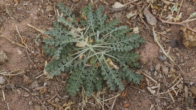 Artemisia globosa photo 3