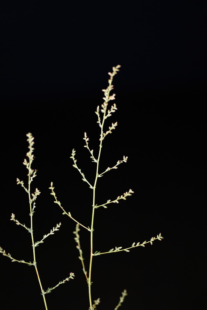 Artemisia globosa photo 4